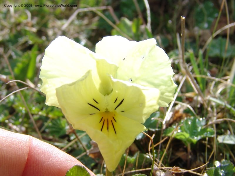 Viola oreades--Georgia. Vic. of Tskhrats'karo Pass. 7 Jun 05. 025.jpg