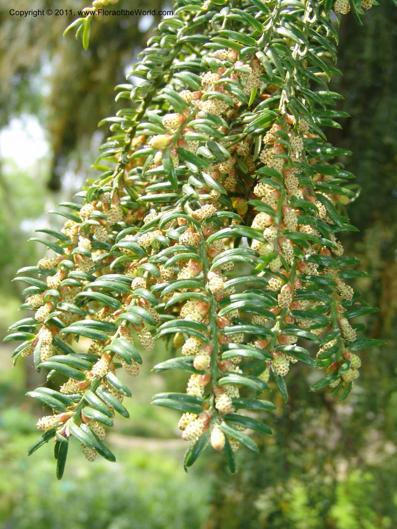 Torreya nucifera--France. Paris. Jardin des Plantes. 28 Apr 05. 262.jpg