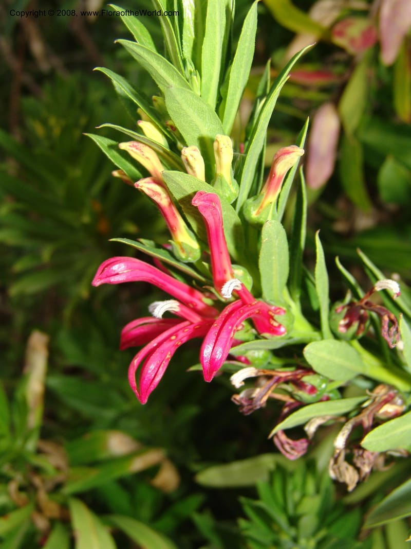 Lobelia polyphylla, 91.0026--CA. UC Berkeley Bot. Garden. 8 Dec 06. 392.jpg
