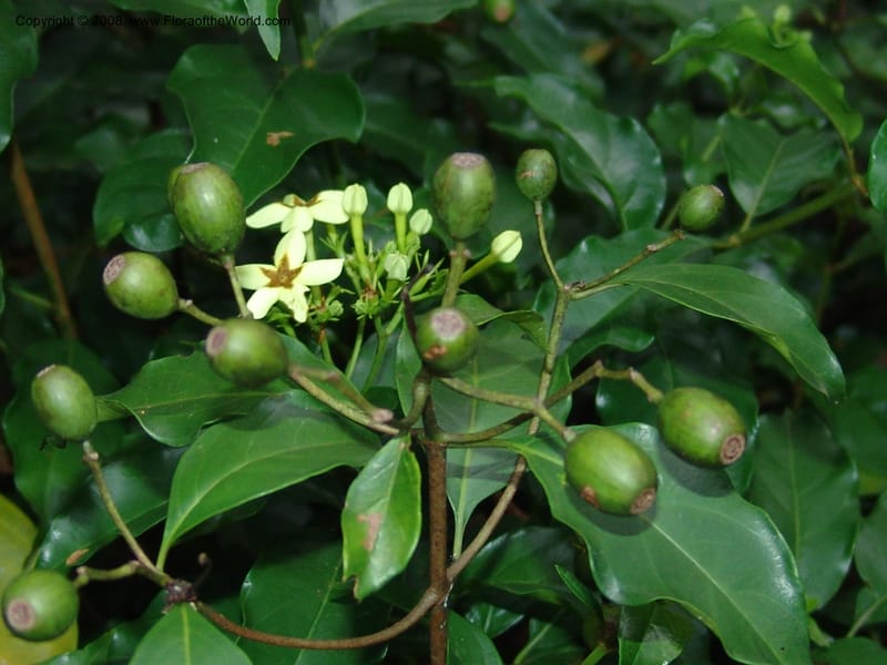 Mussaenda arcuata--So. Africa. Lowveld Nat. Bot. Gard. 14 Mch 05. 363.jpg
