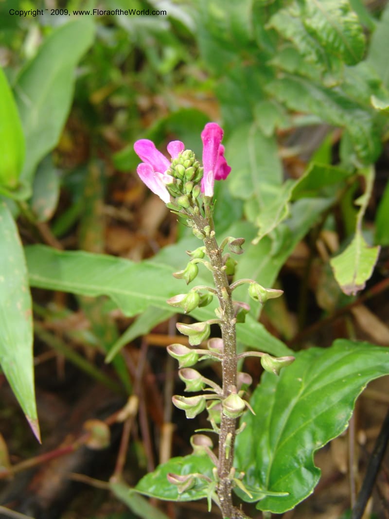 Scutellaria, DNeill15710--Ecuador. Prov. Zamora Ch. Rio Nangaritza ca Las Orquideas. 15 Sep 07. 053.jpg