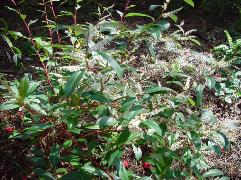 Gaultheria forrestii. 99.0284--CA. Berkeley Bot. Gard. 10 Feb 03. 053.jpg