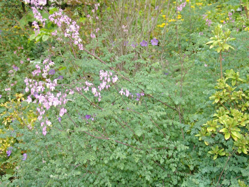Thalictrum delavayi, 91.0343--CA. UC Berkeley Bot. Garden.  30 Jun 06. 008.jpg