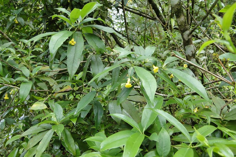 Pittosporum, Regalado 1773--Viet Nam. Ban Khoang Commune. 4 May 2011. 095.jpg