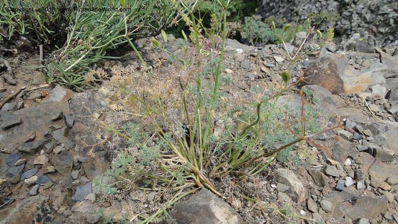 Lomatium grayi, B. Ertter 19967--Idaho. Valley County. 1 July 2010. 016 (3).jpg