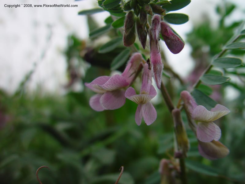 Vicia--Italy. Abruzzo. Parque Naz. Majella. Rd. no. 487. 8 May 03. 041.jpg