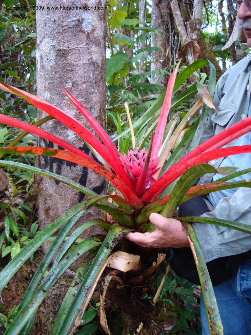 Bromeliaceae...DN15921,Ecuador.Prov.ZamoraC.WawaimePlotEcuacorriente22Sep2007 297.jpg