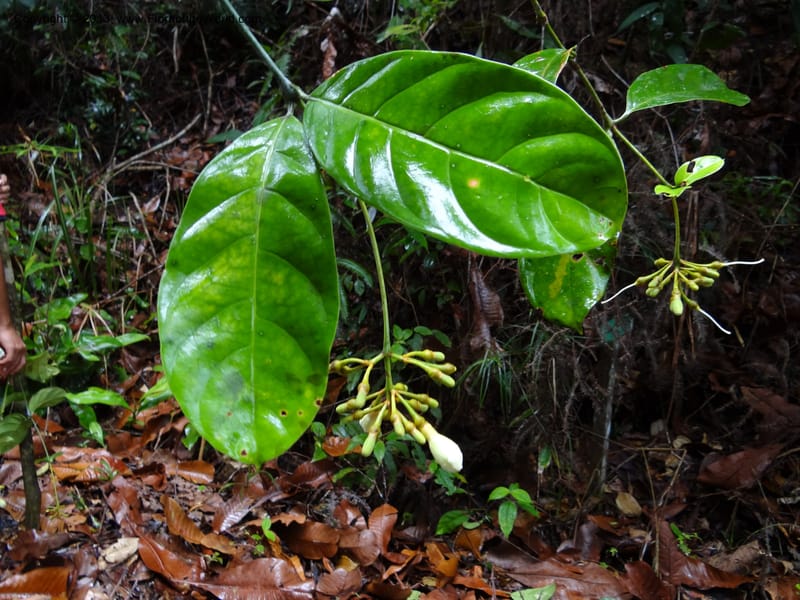 Fagraea, S.98879--Malaysia, Sarawak. Kubah Nat. Park. 28 Mar 2012. DSC05973 (223).JPG