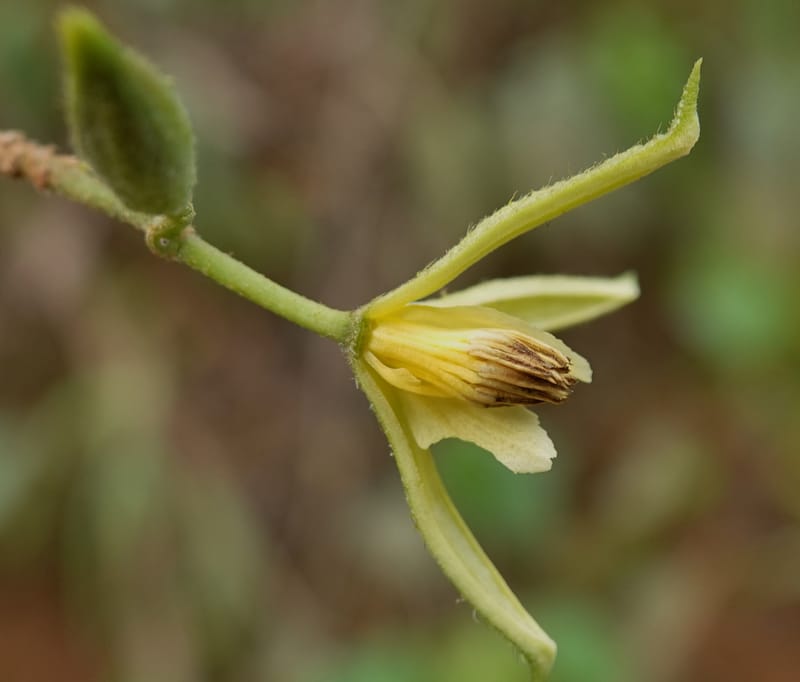 Grewia, C. Davidson 14070--Gabon. Maurel and Prom Rd. 24 Oct 2019. DSC02146 (39).JPG