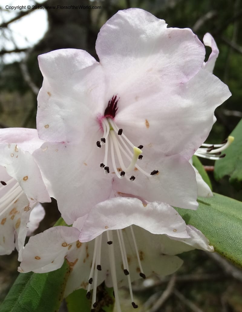 Rhododendron, Boufford, D 43643--China. Sichuan. XiaYingShan to XiangZhai. 10 May 2014. DSC05109 (158).JPG