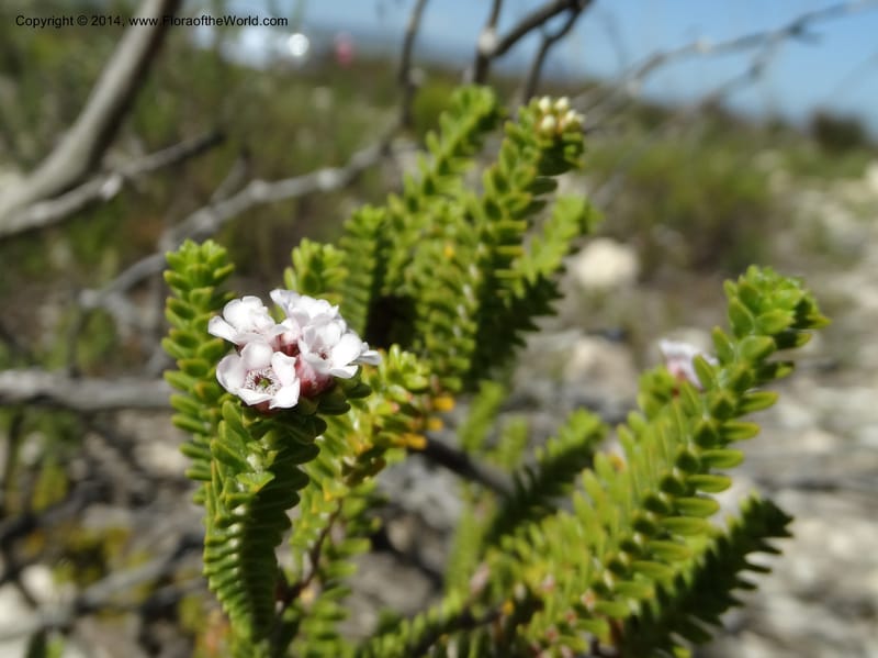 Euchaetis, Davidson, C 12300--South Africa. Western Cape. De Hoop Nature Res. 22 Jan 2014. DSC01681 (64).JPG