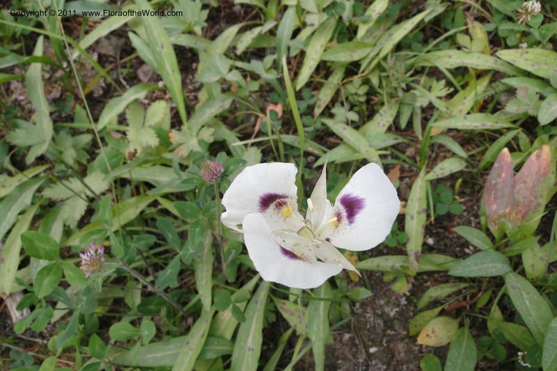 Calochortus eurycarpus, Davidson, C 11905--ID. Valley Co. Lick Creek Rd. 13 Aug 2011. 098 (5).jpg