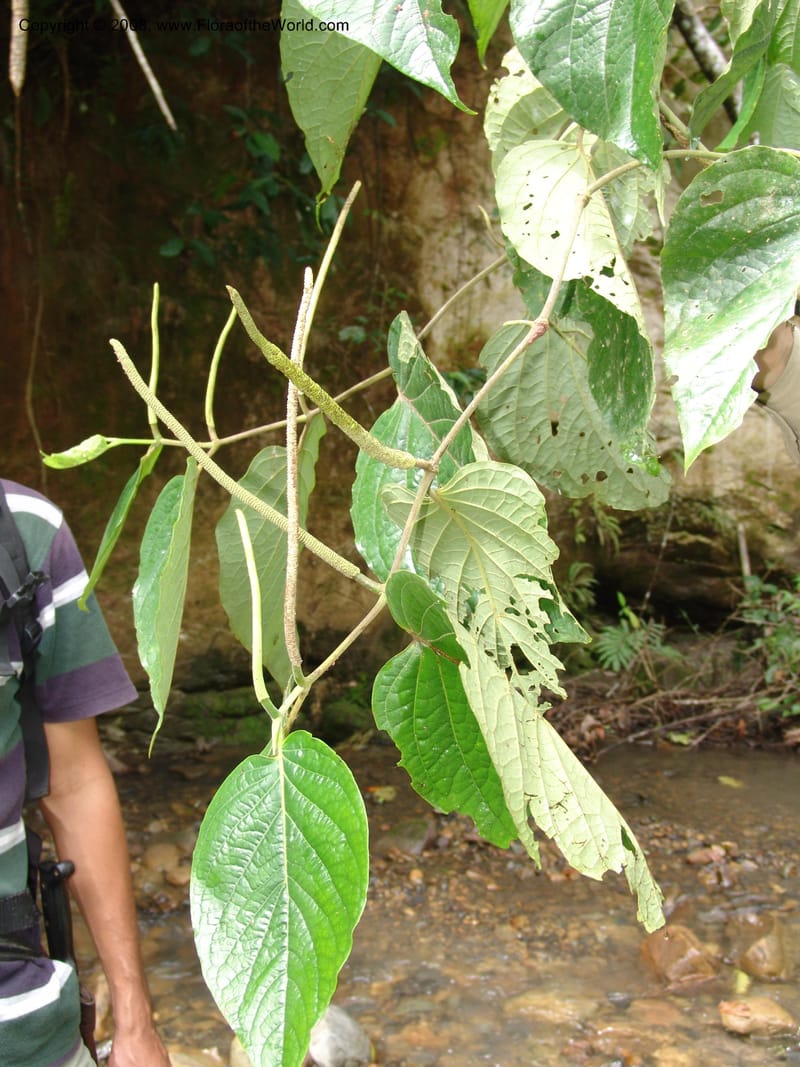 Piper, RVasquez32948--Peru. Pillcopata. Qbda Pini Pini. 29 Oct 07. 027.jpg