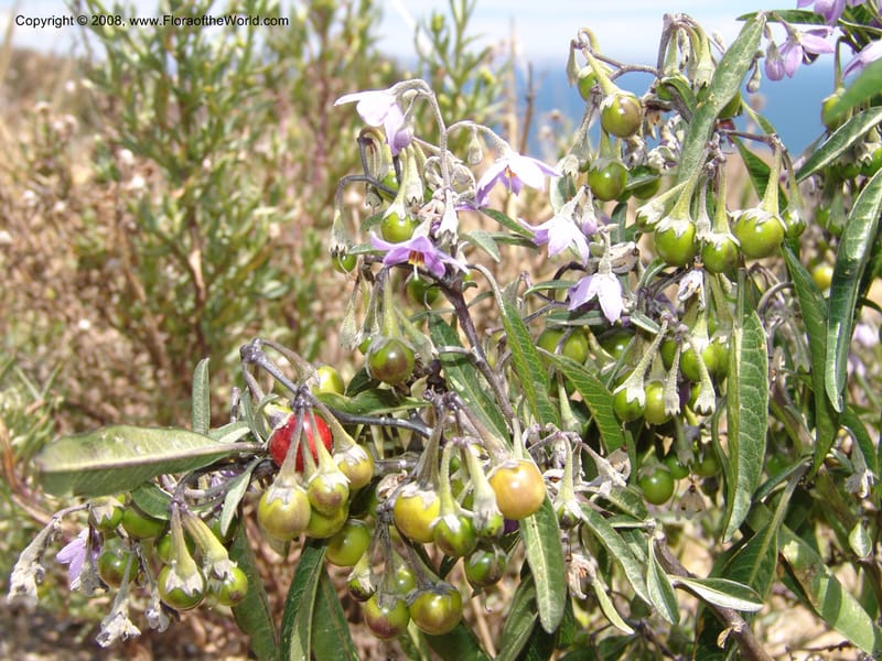 Solanum, AAraujoM3012--Bolivia.  Prov.B.Saavedra. Charazani to La Paz. 20 Sep 06. 099.jpg