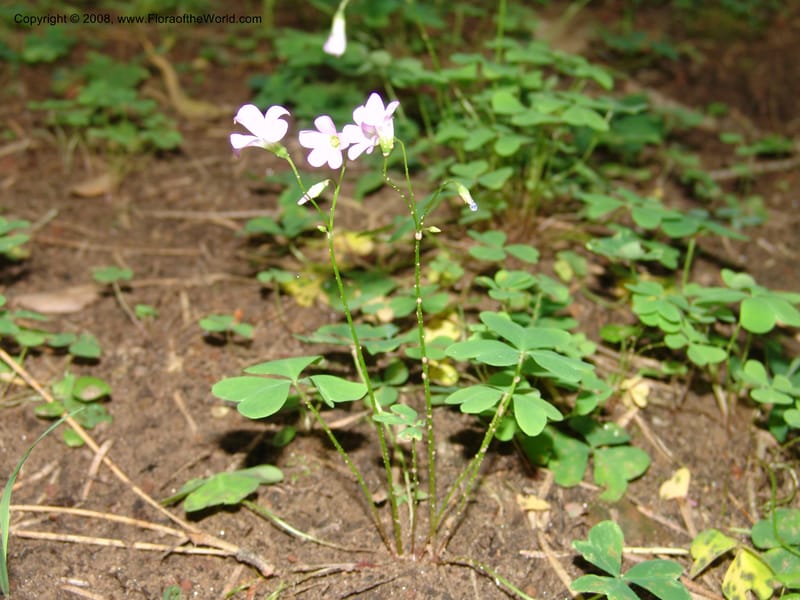 Oxalis alpina--AZ. Coconino Co. Oak Cr Canyon. W Fork Trail 108. 4 Sep 04. 153.jpg