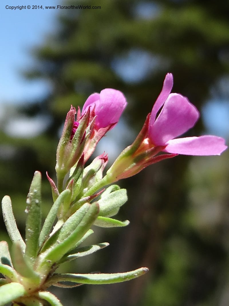 Douglasia, Davidson, C 12194--ID. Boise Co. Scott Mtn. Lookout Road. 18 Jun 2013. DSC06609 (82).JPG