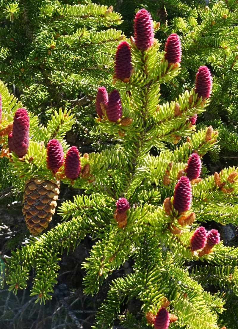 Picea abies, Davidson, C 13309--Switzerland. Les Violettes. 4 Jul 2016. DSC09126 (72).JPG