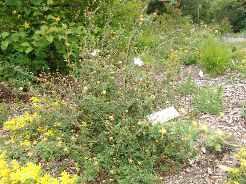 Potentilla davurica, 94.0726--CA. UC Berkeley Bot. Garden. 31 May 07. 374.jpg