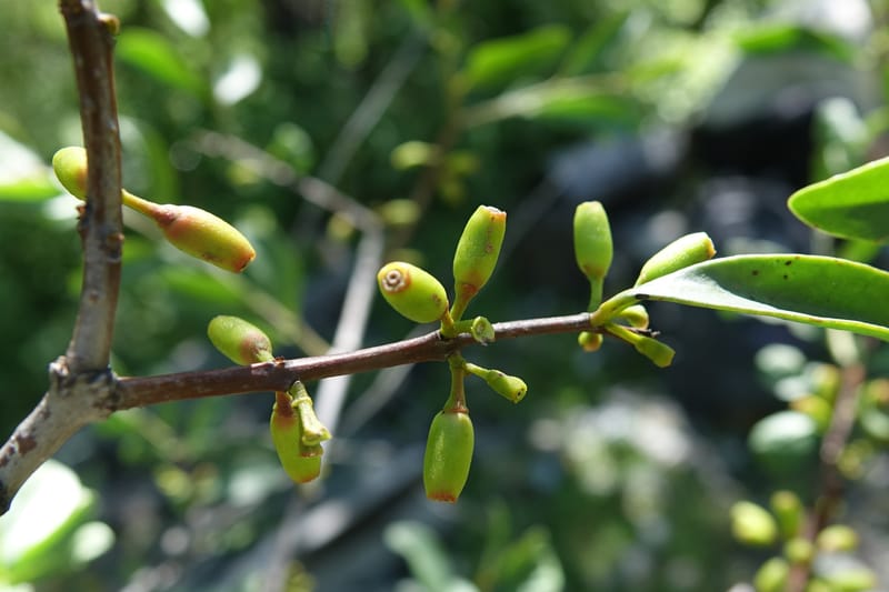 Taxillus delavayi var. delavayi, D. Boufford 43988--China. Sichuan. Yibailingba-gou. 12 Aug 2017. DSC04660 (552).JPG