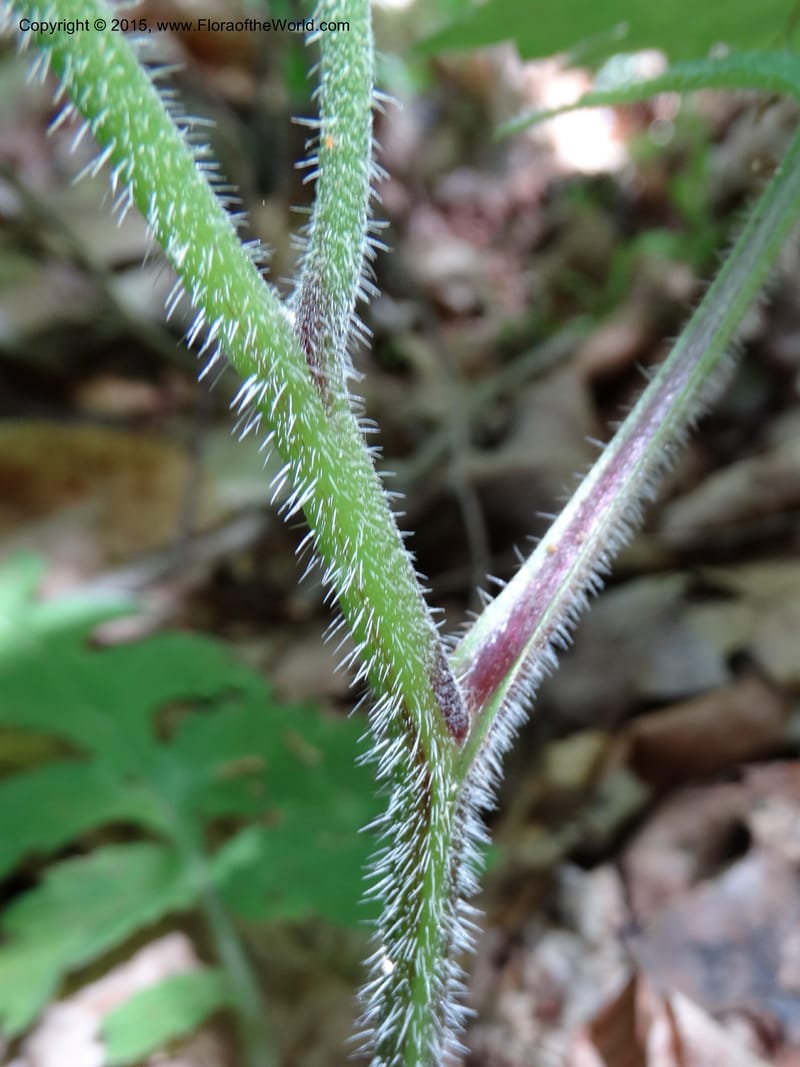 Hydrophyllum macrophyllum, Davidson, C 13025--North Carolina. Haywood Co. Pigeon R. 16 May 2015. DSC05923 (86).JPG