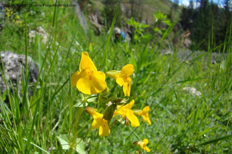 Mimulus guttatus, C. Davidson 11462--ID. Valley Co. Warm Lake. 16 June 2009. 068.jpg