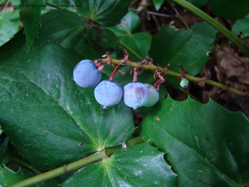 Berberis nervosa--Canada. BC. Base of Mt. Sumas. 26 Jul 08. 102.jpg