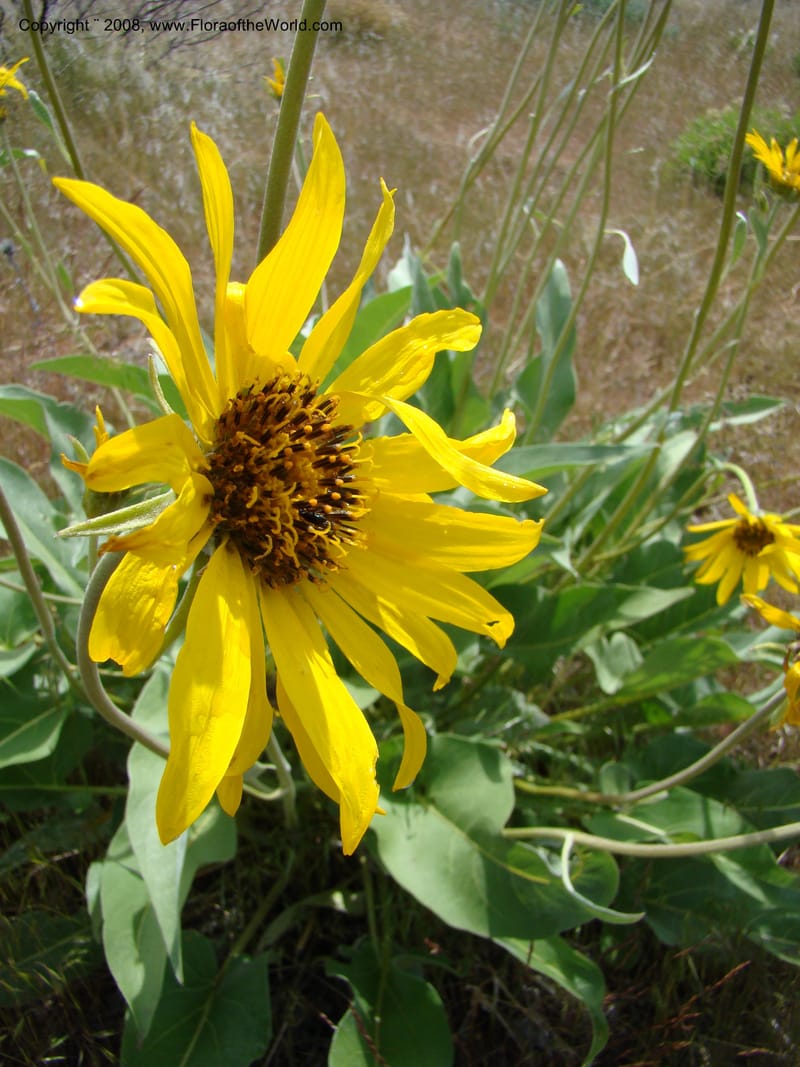 OR. Malheur Co. Leslie Gulch. 1 Jun 08. 189.jpg