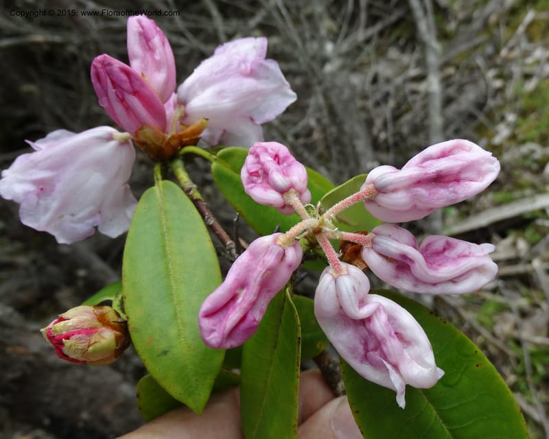 Rhododendron, Boufford, D 43643--China. Sichuan. XiaYingShan to XiangZhai. 10 May 2014. DSC05109 (186).JPG