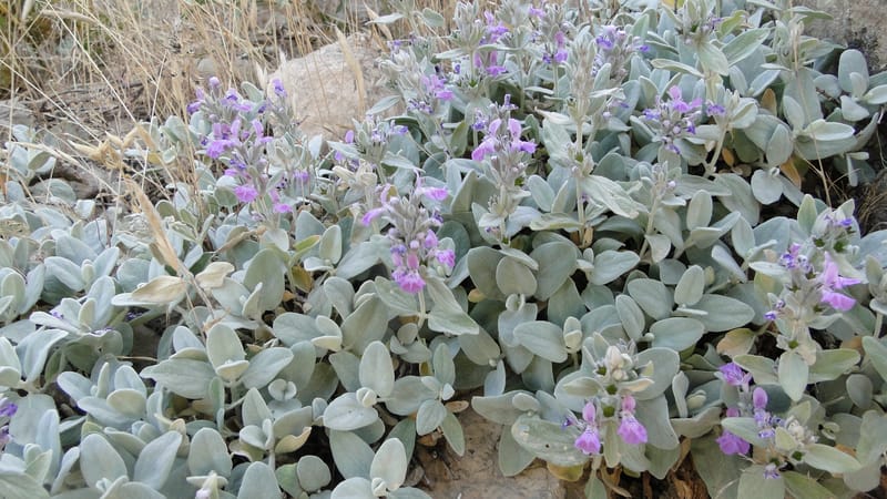 Stachys, A. G. Miller 142.5--Iraq. Kurdistan. Shakh-i Pira Magrun. Zewiya. 12 June 2010. 192 (1).jpg