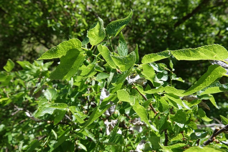 Celtis reticulata, C. Davidson 13581--ID. Idaho Co. Salmon R. Rd. E of Riggins. 24 May 2017. DSC00708. JPG (192).JPG