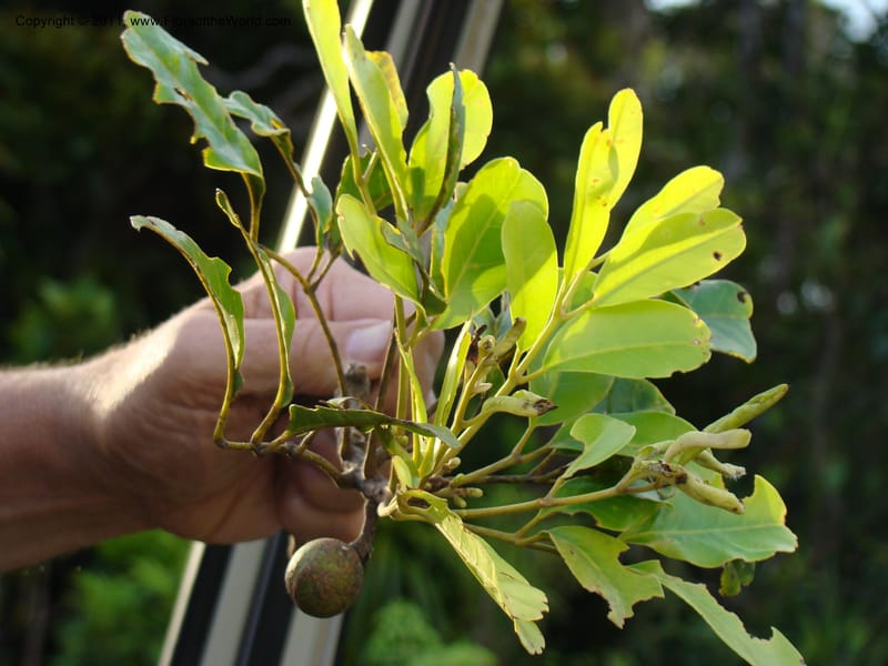 Dysoxylum, Munzinger, J 4716--New Caledonia, Prov N, Mt. Mandjelia,  13 Nov 2007 287 (3).jpg