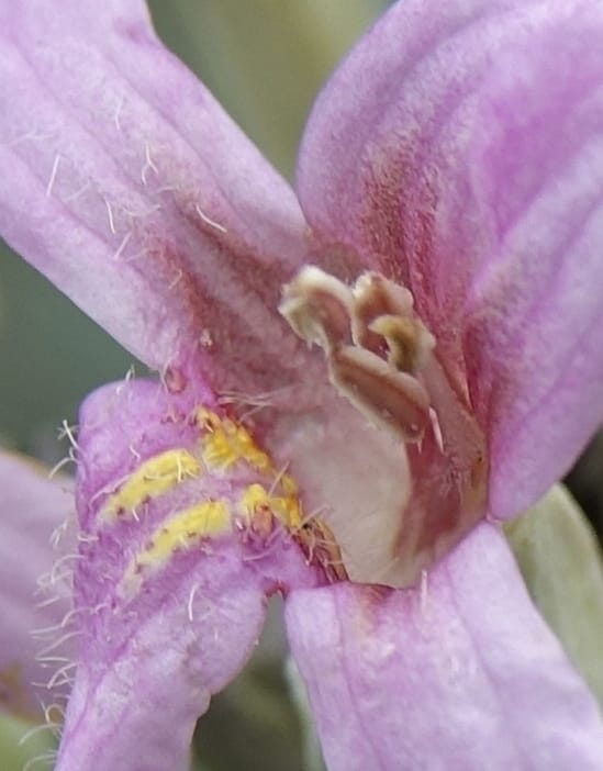 Petalidium ohopohense, L. Nanyeni 1285--Namibia. Hwy 3031. Odom 155. 31 Mar 2018. DSC04738 (10).JPG