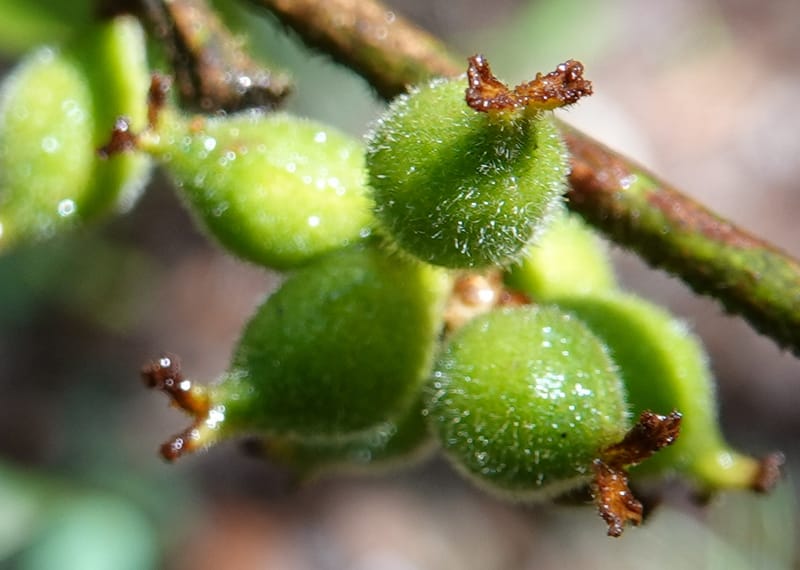 Aporosa dioica, D. Boufford 44137--China. Yunnan. Pu Wen to Da Du Gang on G213. 4 May 2018. DSC01724 (169).JPG