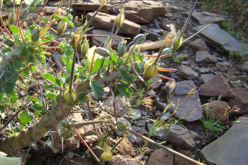 Monsonia crassicaule, C. Davidson 11553--South Africa. Northern Cape. Toward Gannabos. 25 Aug 09. 035 (6).jpg