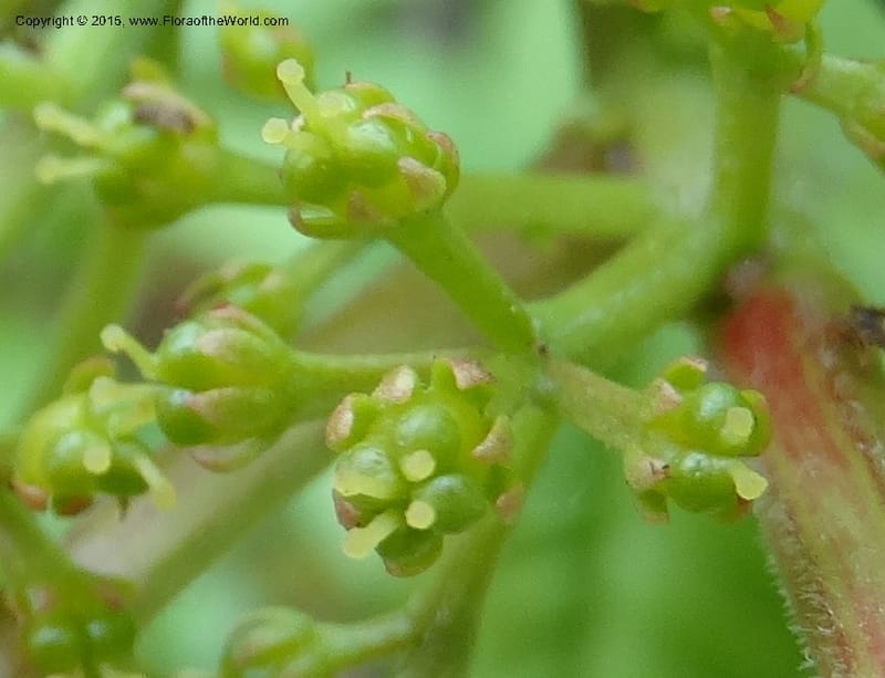 Zanthoxylum bungeanum, Boufford, D 43737--China. Sichuan. XinZhaZi Gou. 14 May 2014. DSC06426 (62).JPG