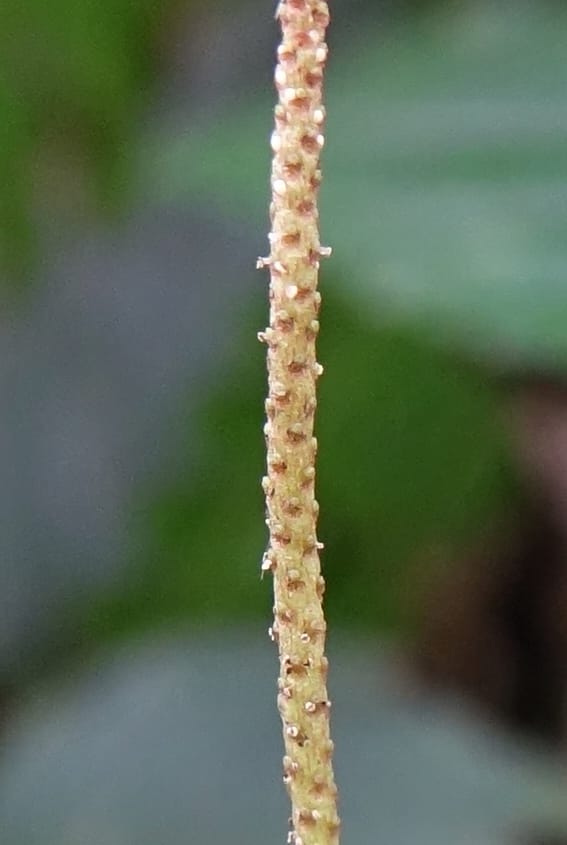 Peperomia sui, Tseng Yu-Hsin 1339--Taiwan. Xitou Nature Education Area. Giant Tree Logging Rd. 22 May 2016. DSC03924 (174).JPG