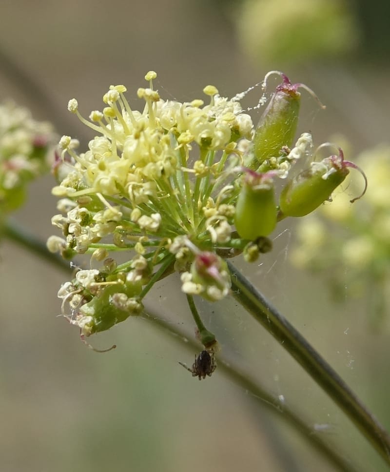 Lomatium nudicaule, C. Davidson 13561--ID. Blaine Co. Rock Creek Preserve. TNC. 14 May 2017. DSC00477 (65).JPG