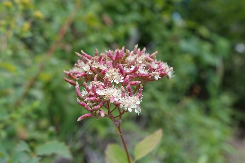 Spiraea lucida, C. Davidson 13833--ID. Shoshone Co. Freezeout Rd. FR 301. 10 Jul 2018. DSC06582 (59).JPG