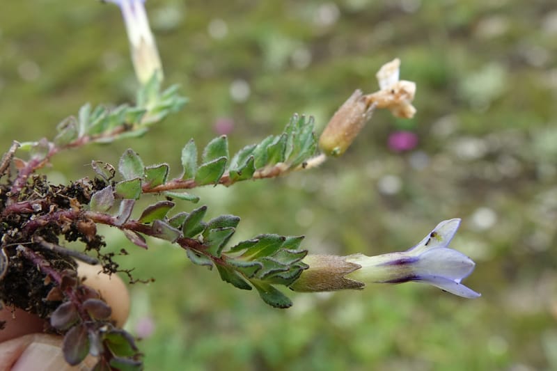 Cyananthus incanus, D. Boufford 44022--China. Sichuan. Daocheng Xian. 14 Aug 2017. DSC05676 (233).JPG