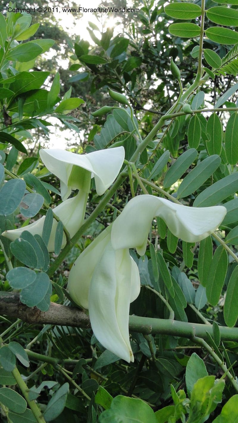 Sesbania grandiflora, Gereau--Tanzania. Univ. of Dar es Salaam. 9  May 2010 367 (11).jpg