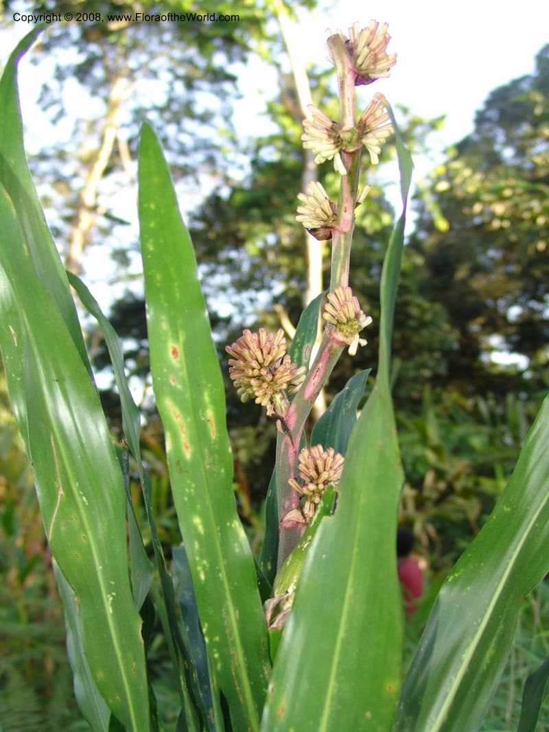 Dracaena, R.Gereua6882--Tanz. Ulanga Dist. Nawenge For. Res. W of Mahenge. 19 Feb 06. 133.jpg
