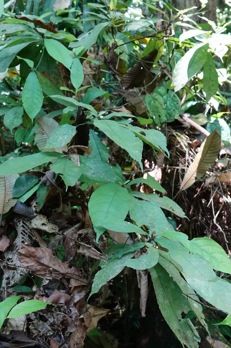 Poggea alata, C. Davidson 13956--Gabon. Arb. Sibang. 5 Nov. 2018. DSC02235 (57).JPG