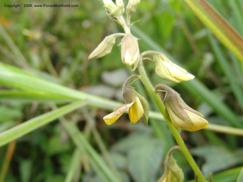 Crotalaria, Croat93485--Ecuador. Prov. Napo. Hwy . 13.5 km E of Baeza. 17 Aug 04. 036.jpg