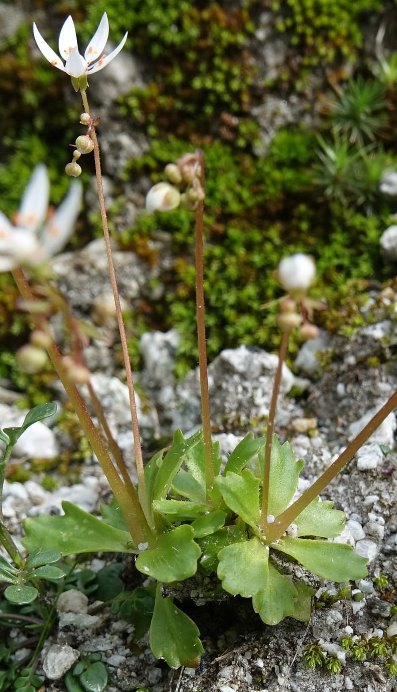Saxifraga stellaris, Davidson, C 13213--Switzerland. Chuenxentennlen. Grimsel Pass rd. 30 Jun 2016. DSC06756 (1).JPG