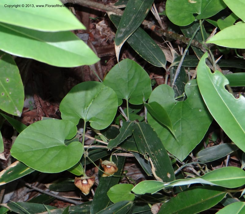 Aristolochia sp. unk, Li Pan 1205292--China, Zhejiang, 29 May 2012 0352 (14).JPG