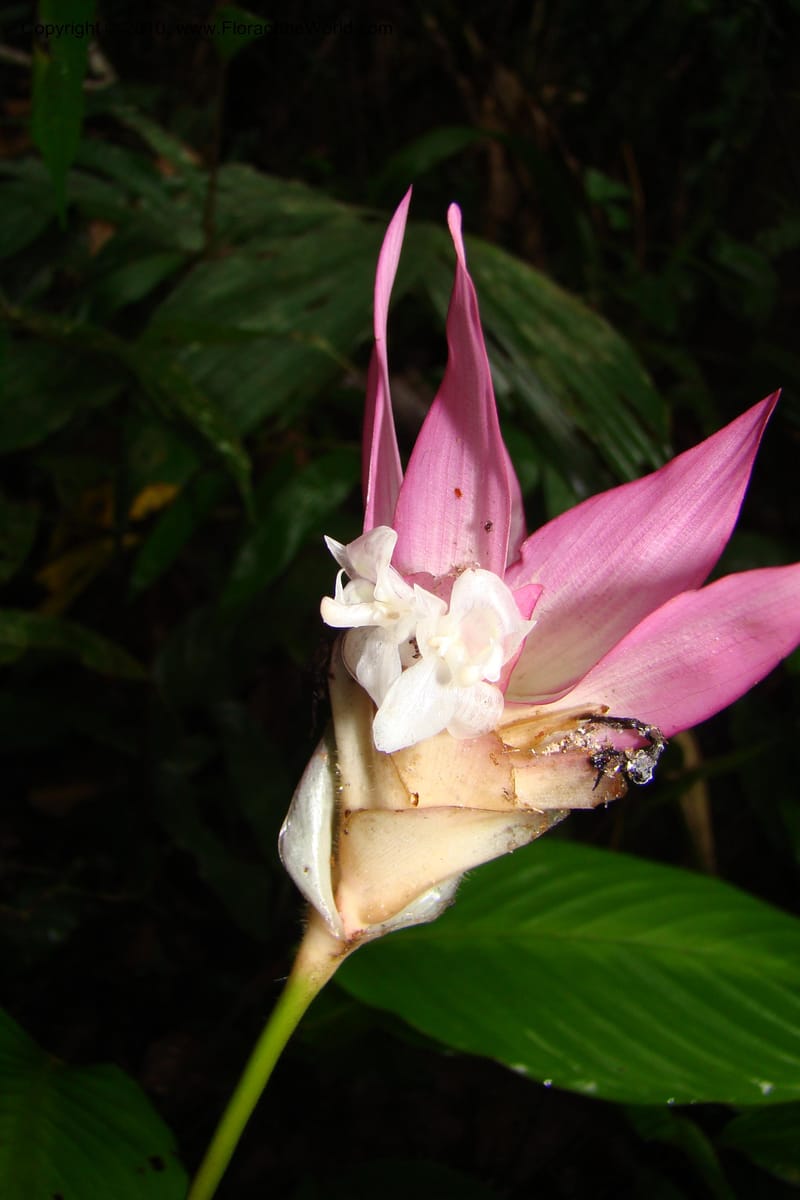 Calathea, R. Vasquez 34907--Peru. Loreto. Dto. Parinari. Tacshacocha. R. Samiria. 14 Nov 08. 058.jpg