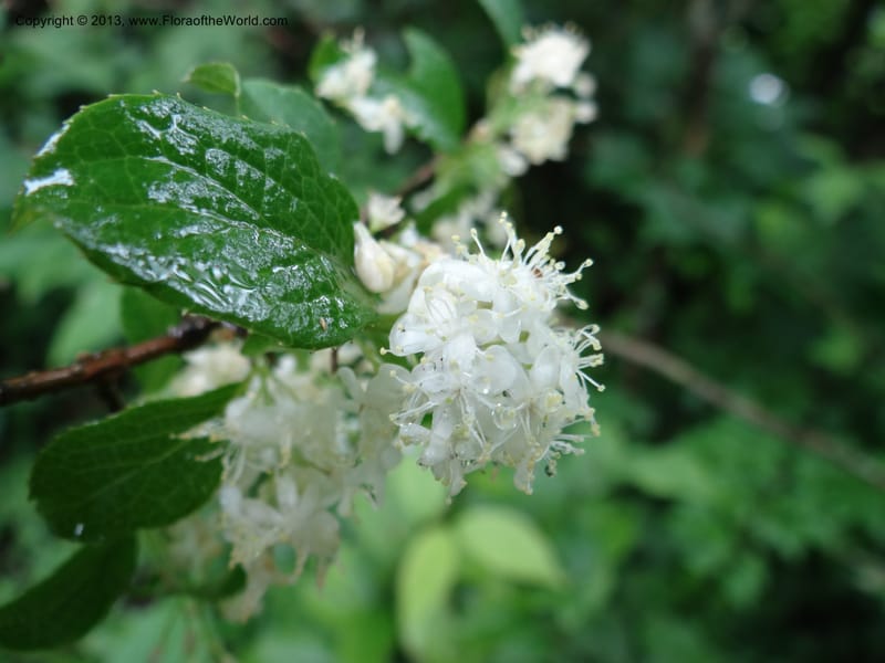 Symplocos paniculata, Davidson, C 11994--China. Zhejiang Prov. Tian Mu Shan. 2 Jun 2012. DSC01554 (163).JPG