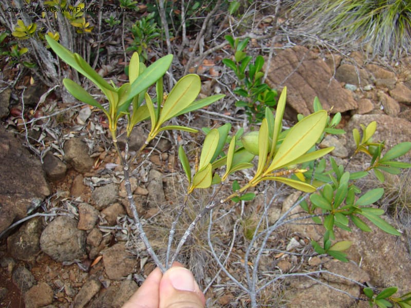 Pichonia balansana, JMunzinger4735--New Caledonia. Poum Mine. 13 Nov 07. 069.jpg
