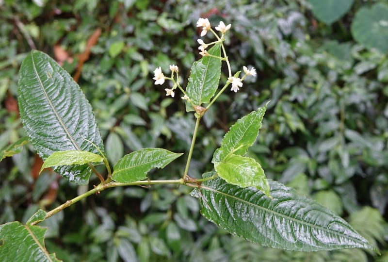 Polygonum chinense, Tseng Yu-Hsin 1336--Taiwan. Xitou Nature Education Area. Giant Tree Logging Rd. 22 May 2016. DSC03924 (76).JPG
