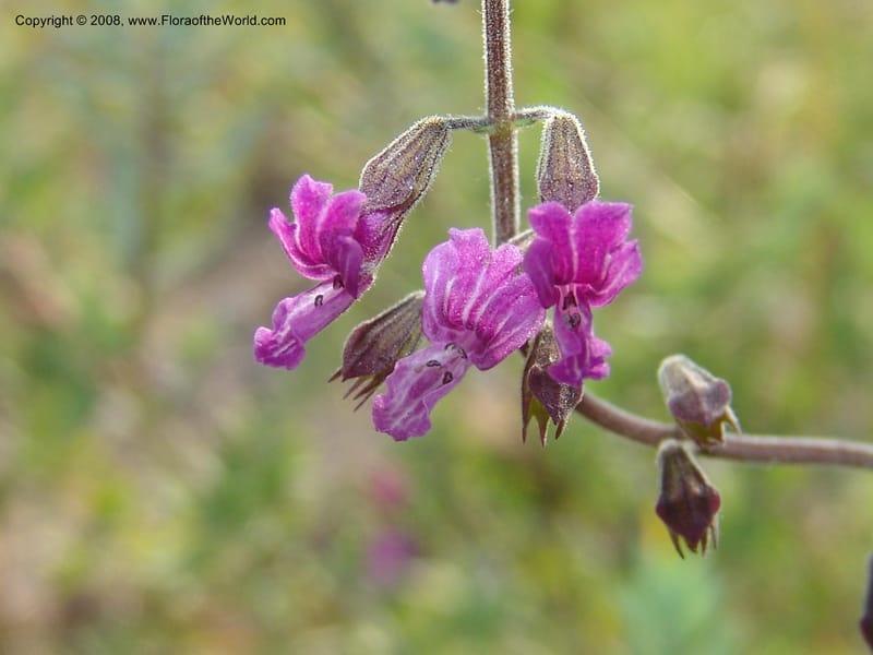 Syncolostemon cf--So.Africa. Mpumal. R577 N of Lydenburg. 16 Mch 05. 115.jpg